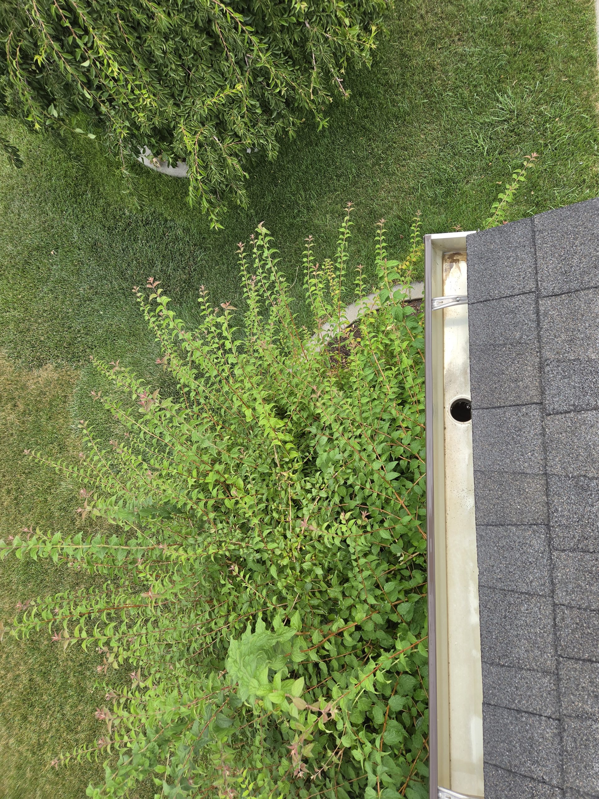 Cleared gutter along the roofline above hedges